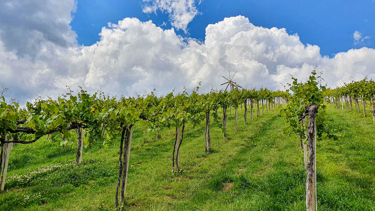 Urlaub im Weingarten